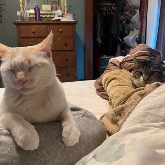 Meet your Posher, Cory - Picture 3 of 5